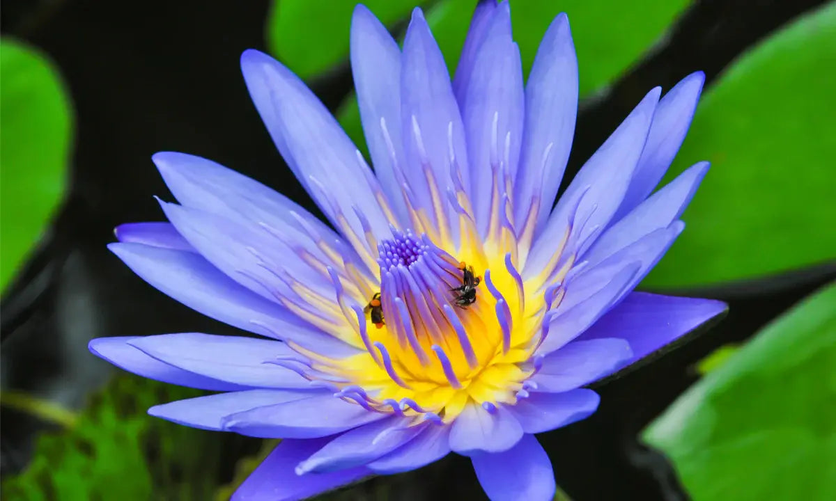 Blue Lotus Flowers – For Tea Relaxation